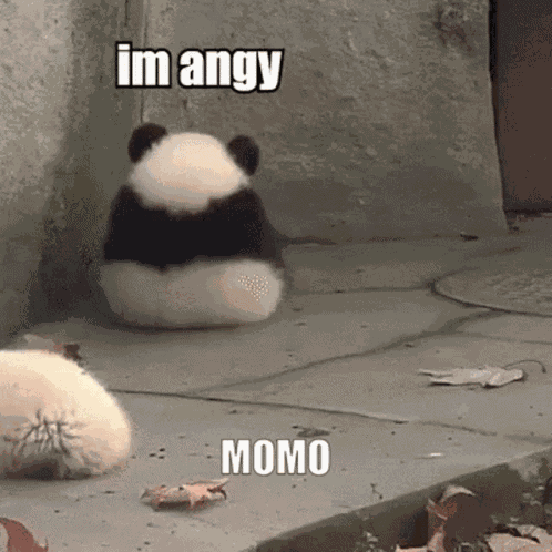 Momo Panda Angy GIF