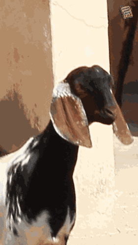 Momo'S Sound Diary Cute Goat GIF