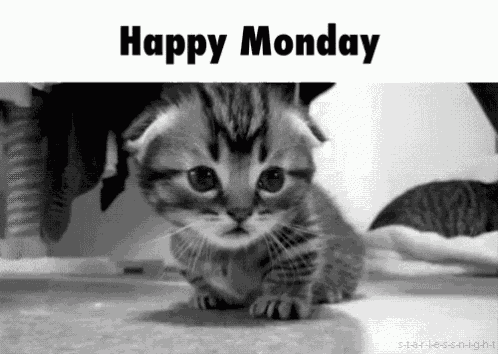 Monday Cats GIF