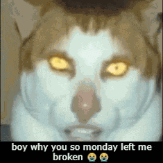 Monday Left Me Broken Cat Boy Why You So Meme