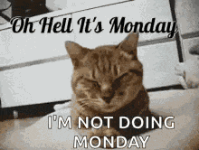 Monday Left Me Broken Cat GIF