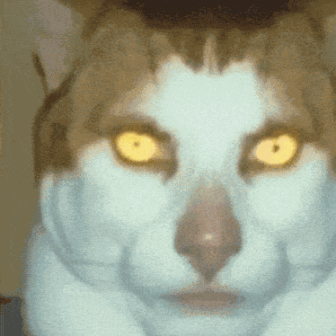 Monday Left Me Broken Cat GIF