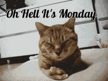 Monday Left Me Broken Cat GIF