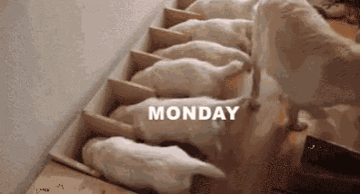 Monday Puppies GIF