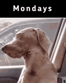 Mondays Monday Tired GIF