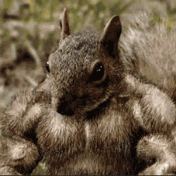 Mongus Squirrel GIF