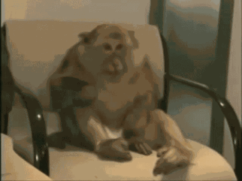 Monke Cute Monkey GIF