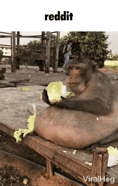 Monke Lettuce Monke GIF
