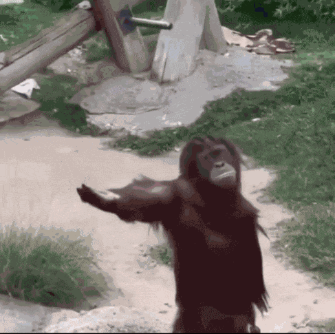 Monke Monkey GIF
