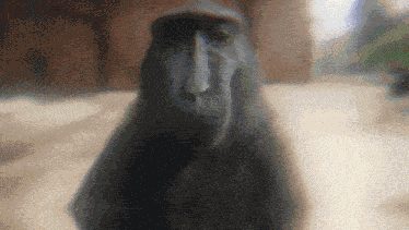 Monke Ursexy GIF