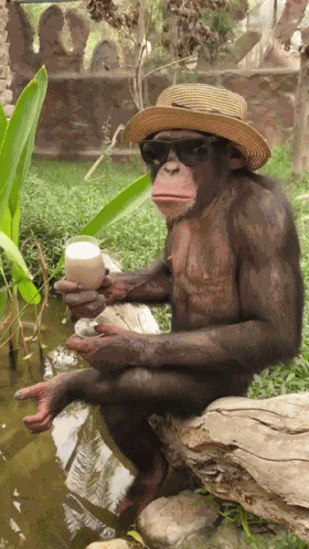Monke GIF