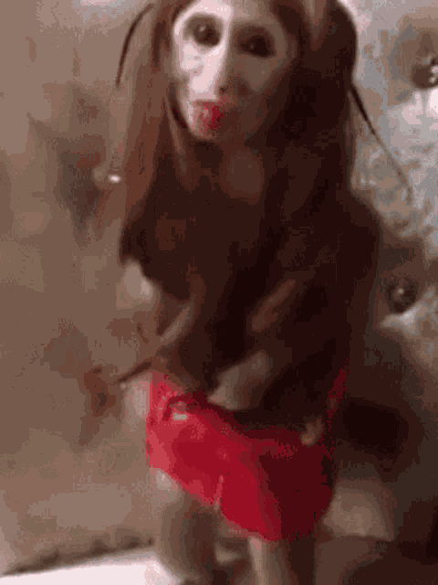 Monkey Amalazolanski GIF