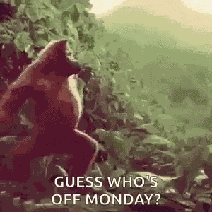Monkey Ape GIF