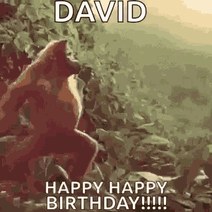 Monkey Ape GIF