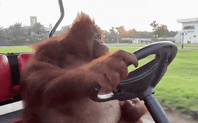 Monkey Ape GIF