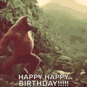 Monkey Ape GIF
