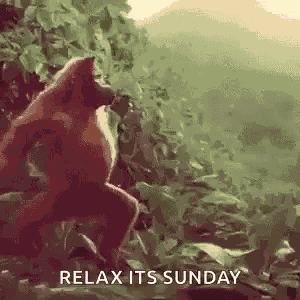 Monkey Ape GIF