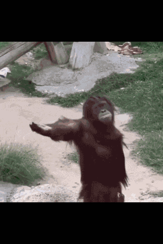 Monkey Asking For Food Chimp GIF