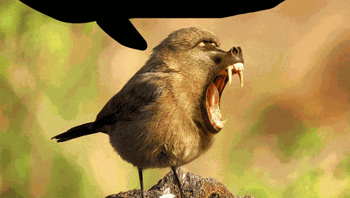 Monkey Bird Epic Meme
