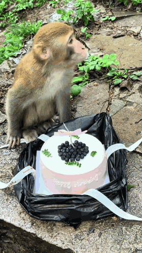 Monkey Birthday Cake GIF