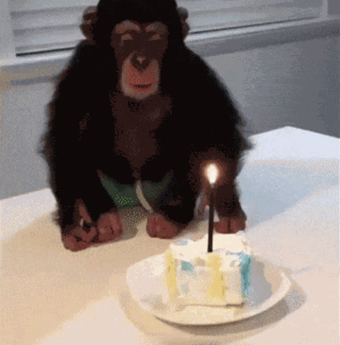 Monkey Birthday GIF