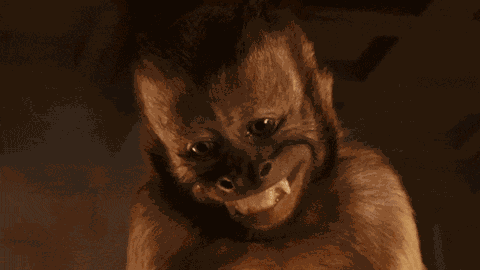 Monkey GIF