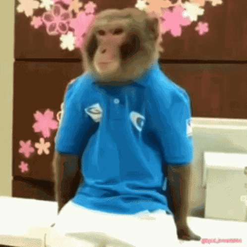 Monkey Clap Macaco GIF