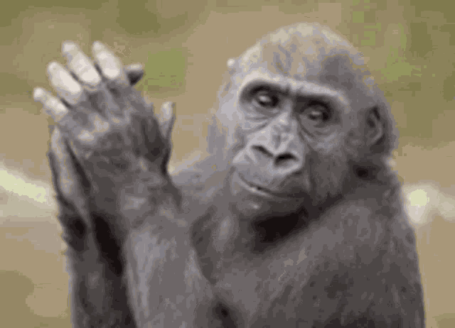 Monkey Clapping GIF