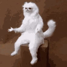 Monkey Confused GIF