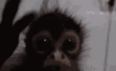 Monkey Cute GIF