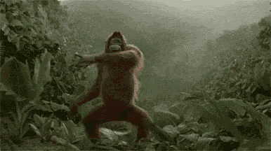 Monkey Dance GIF