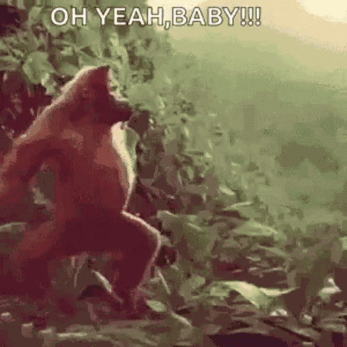 Monkey Dance GIF