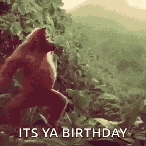 Monkey Dance GIF