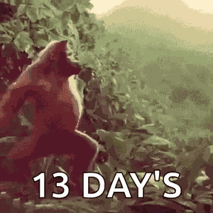 Monkey Dancing Monkey GIF