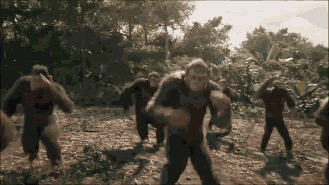 Monkey Dancing GIF