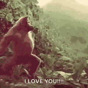 Monkey Dancingmonkey GIF