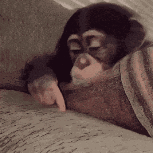 Monkey Daydreaming GIF