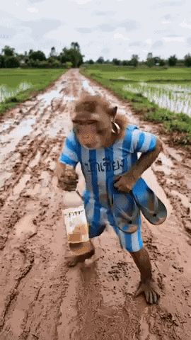 Monkey Drunk GIF