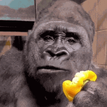 Monkey Funny GIF