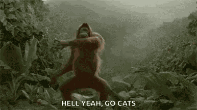 Monkey Gorilla GIF
