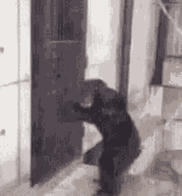 Monkey Gorilla GIF