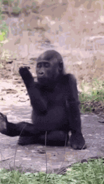 Monkey Gorilla GIF