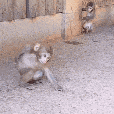 Monkey Kimichkis Monkey GIF
