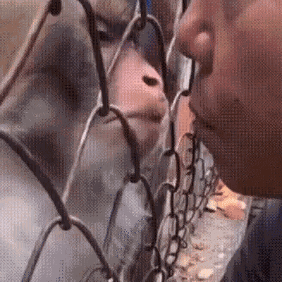 Monkey Kiss Monkey Tender Kiss GIF