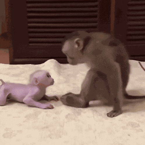 Monkey Kissing Monkey Cute GIF