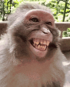Monkey Laught GIF