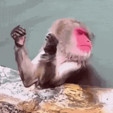 Monkey Looking At His Nails Nosolohit GIF