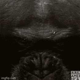 Monkey Looking Up Monkey Bbc America GIF