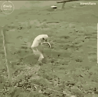 Monkey Me Sneaking GIF