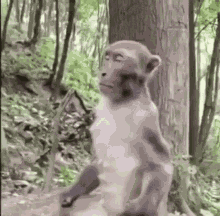 Monkey Meditating GIF